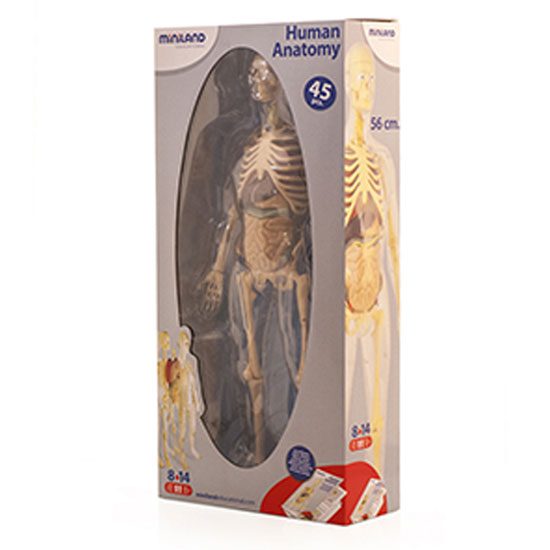 Human Anatomy - Imagen 2